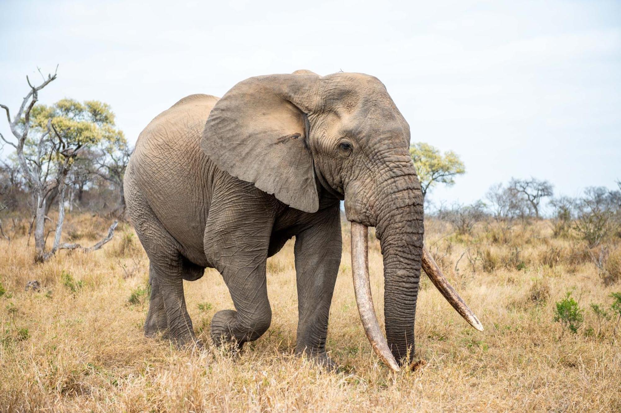Tomo Safari Lodge フッドスプルイト エクステリア 写真