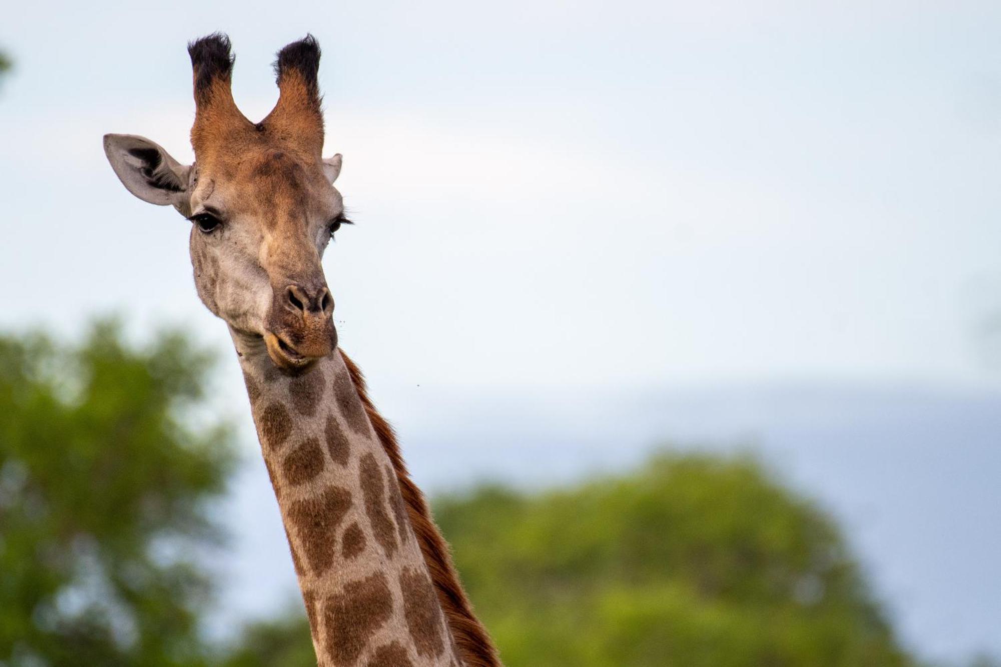 Tomo Safari Lodge フッドスプルイト エクステリア 写真
