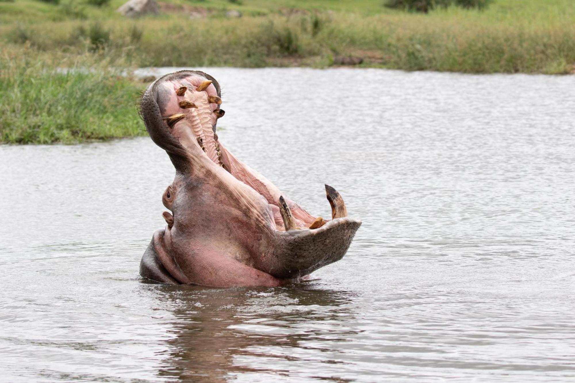 Tomo Safari Lodge フッドスプルイト エクステリア 写真