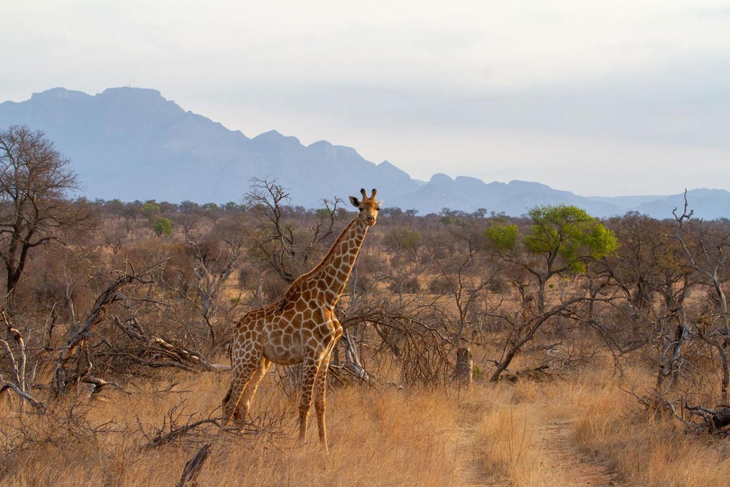Tomo Safari Lodge フッドスプルイト エクステリア 写真