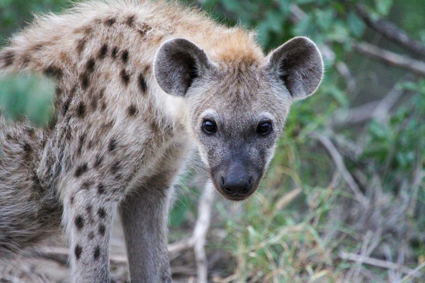 Tomo Safari Lodge フッドスプルイト エクステリア 写真