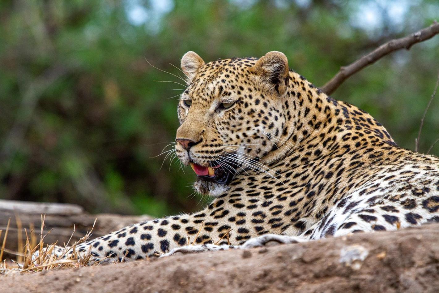 Tomo Safari Lodge フッドスプルイト エクステリア 写真