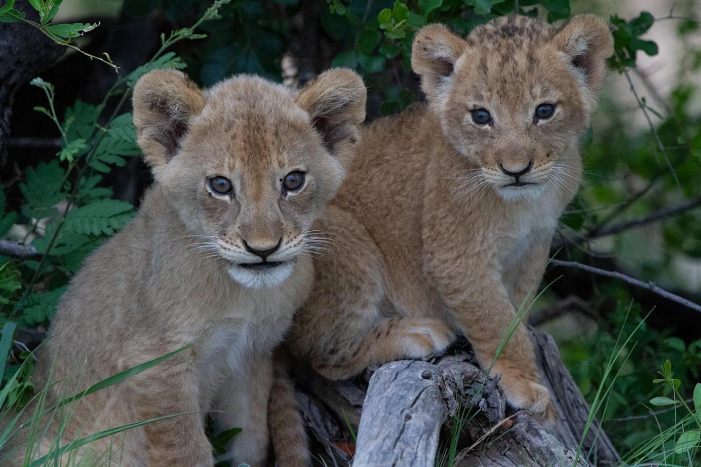 Tomo Safari Lodge フッドスプルイト エクステリア 写真