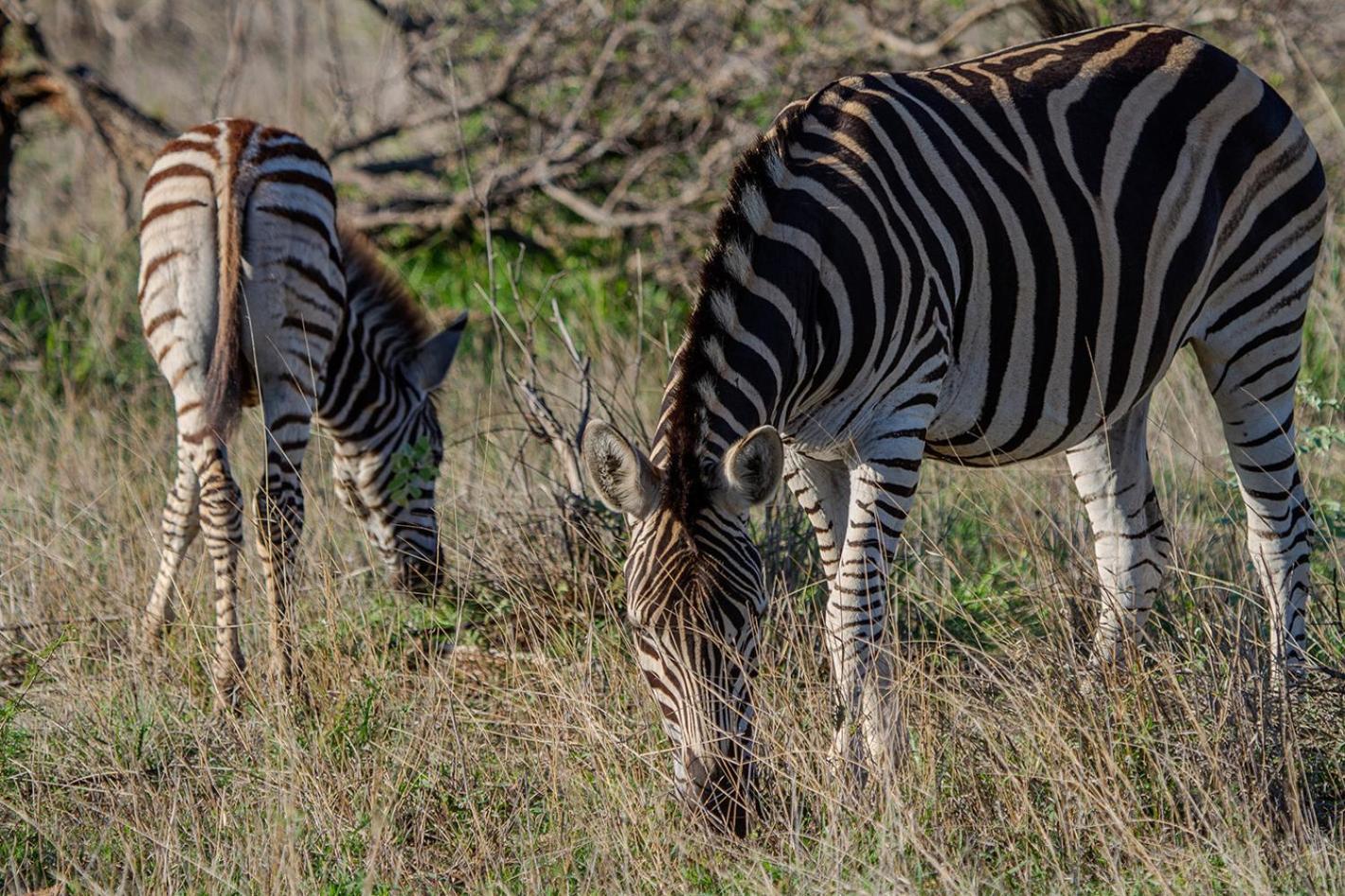 Tomo Safari Lodge フッドスプルイト エクステリア 写真